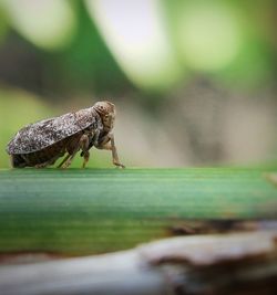 Close-up of insect on wood