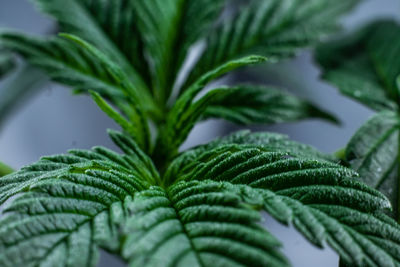 Close-up of fresh green leaves