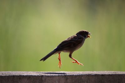 Side view of sparrow in mid-air over retaining wall