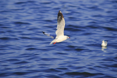 Seagull flying over sea