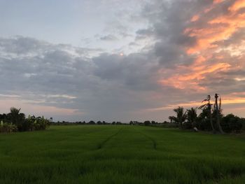 Scenic view of agricultural field against sky during sunset