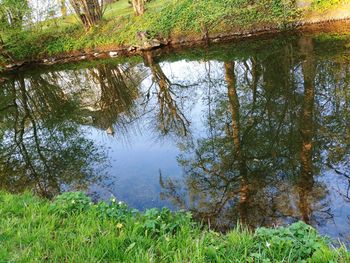 Reflection of trees in lake