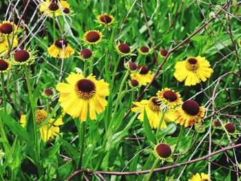 Close-up of yellow flowering plants on field