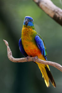 Close-up of parrot perching on branch