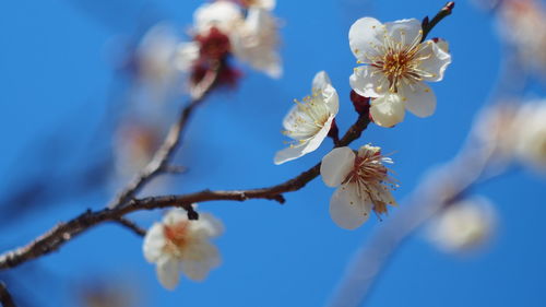 Close-up of white flowers