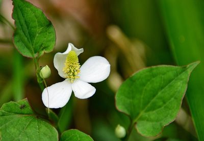 Close-up of white flowers