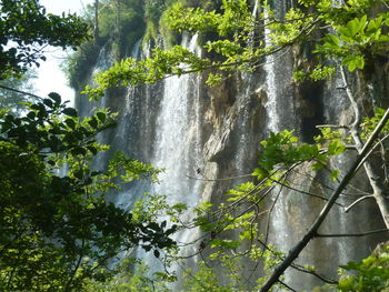 Stream flowing through forest