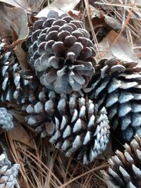 Close-up of leaves