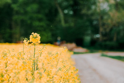 Close-up of yellow flowering plant on field