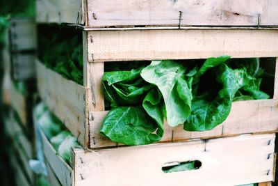 Close-up of lettuce vegetable on wooden crate