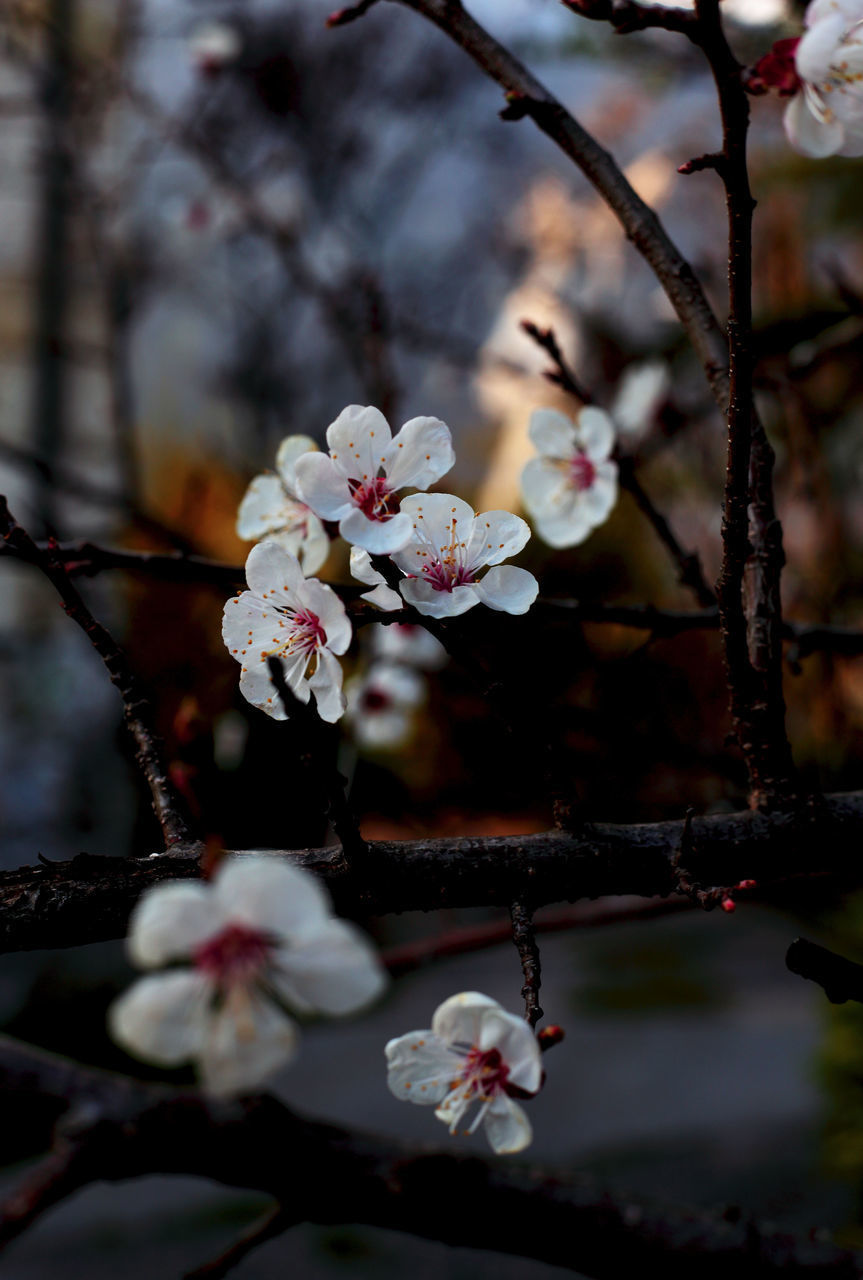 CLOSE-UP OF APPLE BLOSSOMS IN SPRING