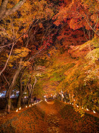 Trees in forest during autumn