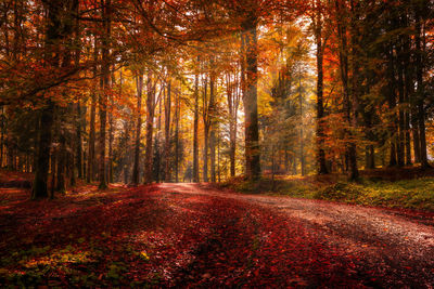 Road amidst trees in forest during autumn