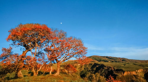 Autumn trees on landscape against blue sky