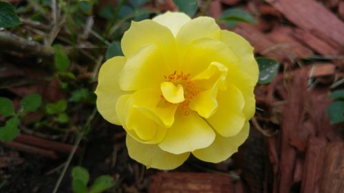 Close-up of yellow flower blooming outdoors