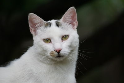 Close-up portrait of white cat