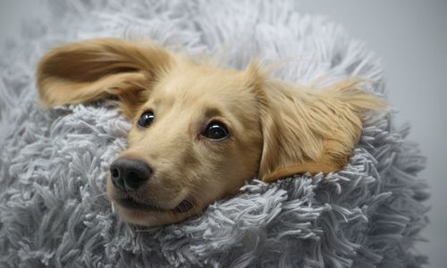 Close-up portrait of a dog