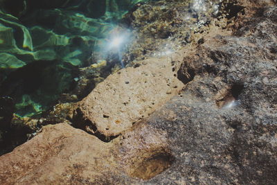 Close-up of lizard on rock