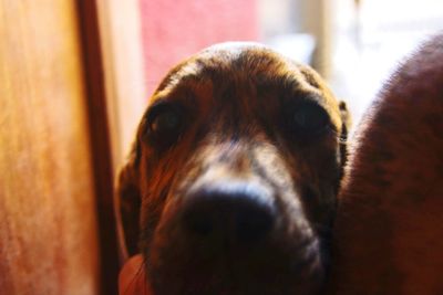 Close-up portrait of dog at home