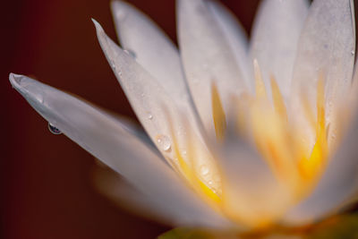 Close-up of wet white flower against black background