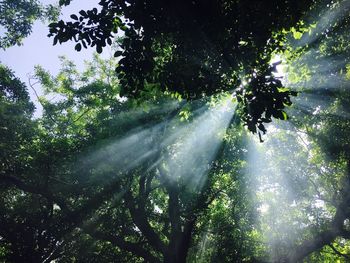 Low angle view of trees in forest against sky