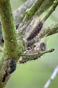 Close-up of insect on plant