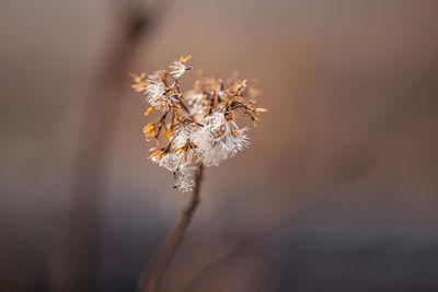 Close-up of wilted plant