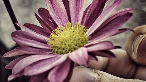 Close-up of pink flower