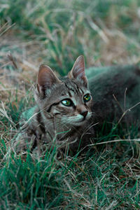 Portrait of tabby cat on field