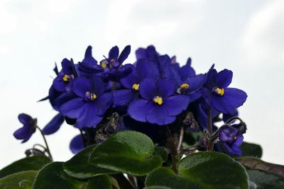 Close-up of purple flowers on plant