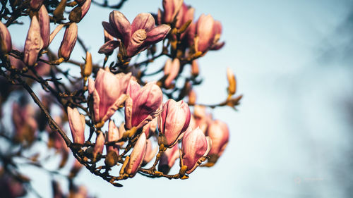 Close-up of flowering plant against sky