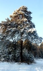 Low angle view of tree against sky during winter