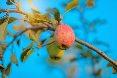 Close-up of apples growing on tree