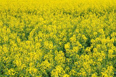 Yellow flower rapeseed field in spring panorama background layer texture