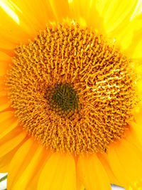 Close-up of yellow flower