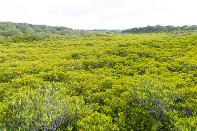 Scenic view of landscape against clear sky