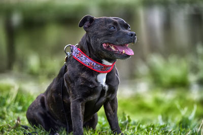 Dog looking away on field