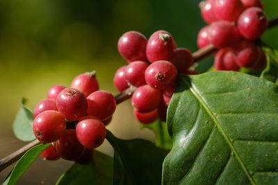 Close-up of cherries on tree