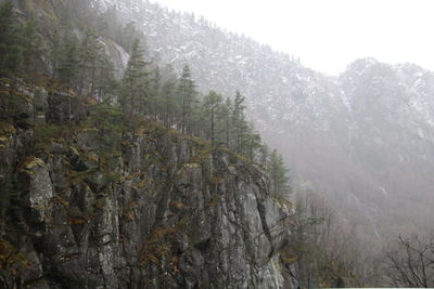 Scenic view of trees in foggy weather