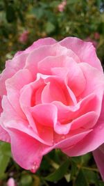 Close-up of pink rose blooming outdoors