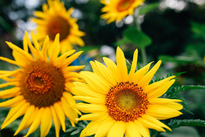 Close-up of sunflower