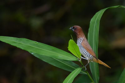 Close-up of bird perching on plant