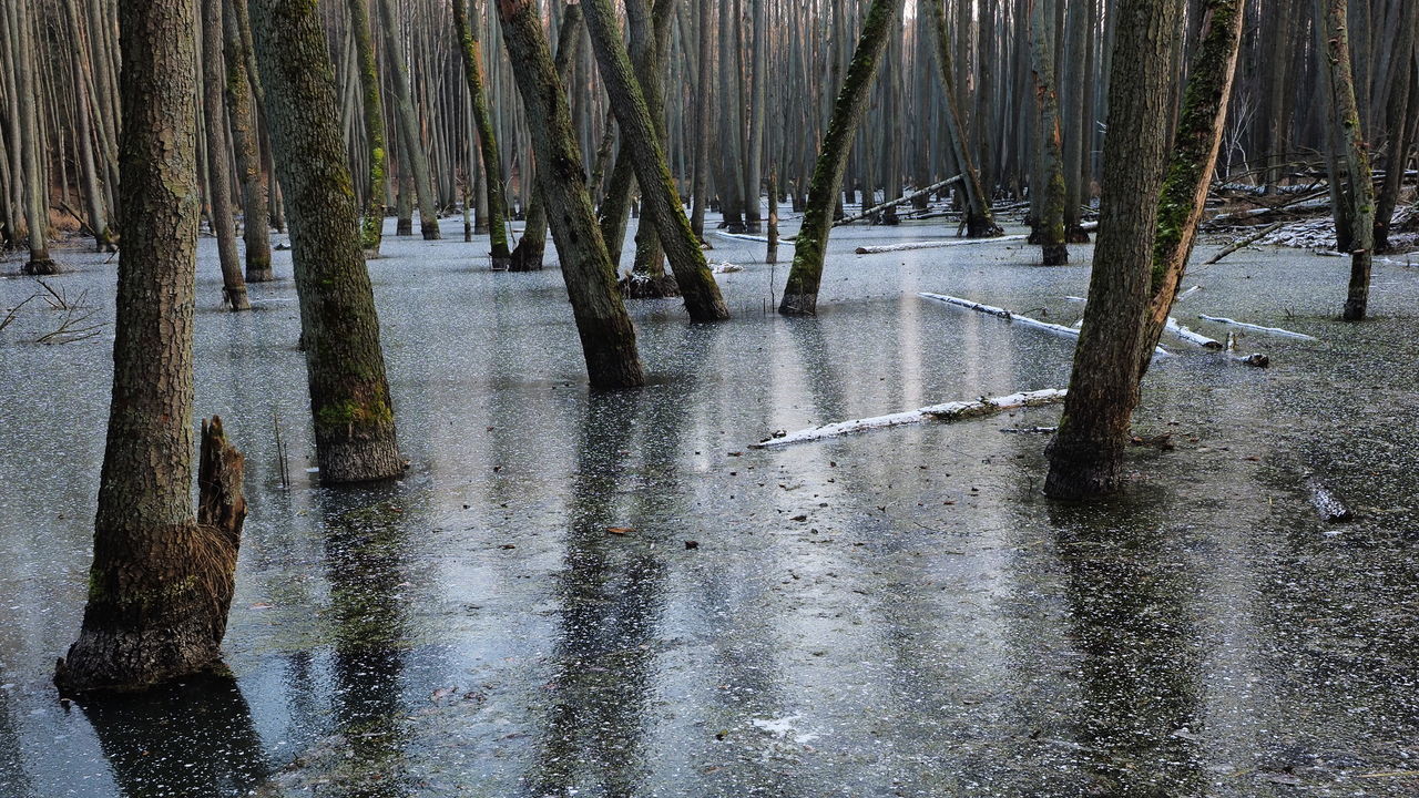 TREES GROWING IN FOREST