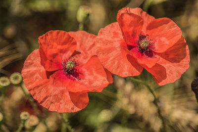 Close-up of red poppy flower