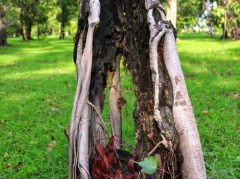 Close-up of tree trunk in forest