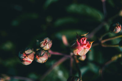 Close-up of red flowering plant