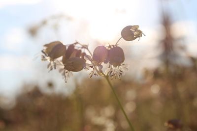 Close-up of flowers against blurred background