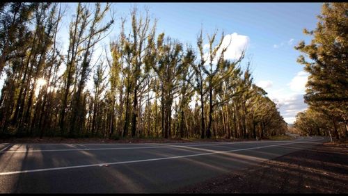 Empty road with trees in background