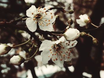 Close-up of white cherry blossom tree