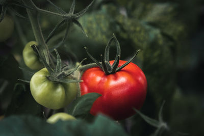 Close-up of a bunch of ripening tomatoes